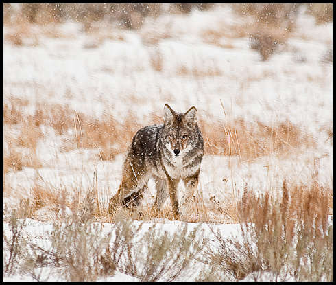 coyote_closeup