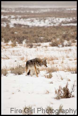 coyote_stalk