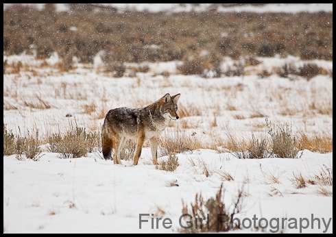 coyote_watch