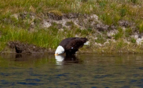 drinkingeagle