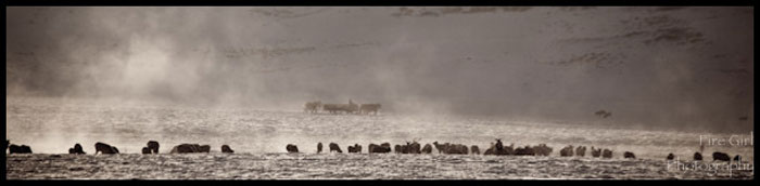 Elk_Refuge_Morning-4