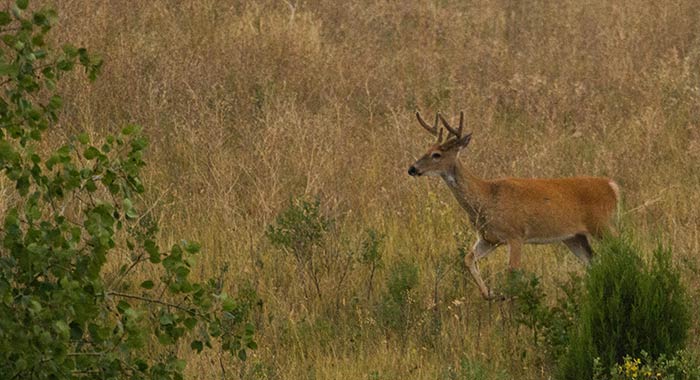 frontwindowdeer