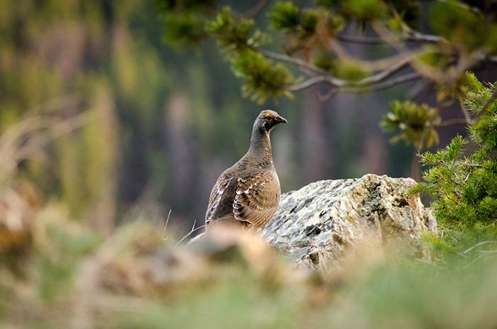 shane-grouse