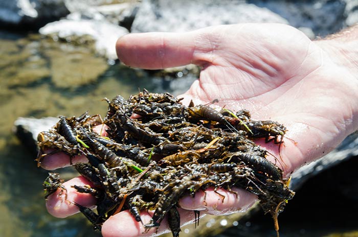 box_canyon_salmonflies_2014-101