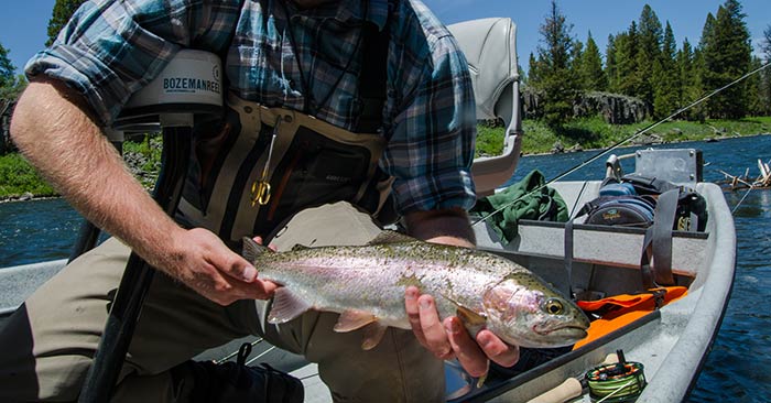 box_canyon_salmonflies_2014-137