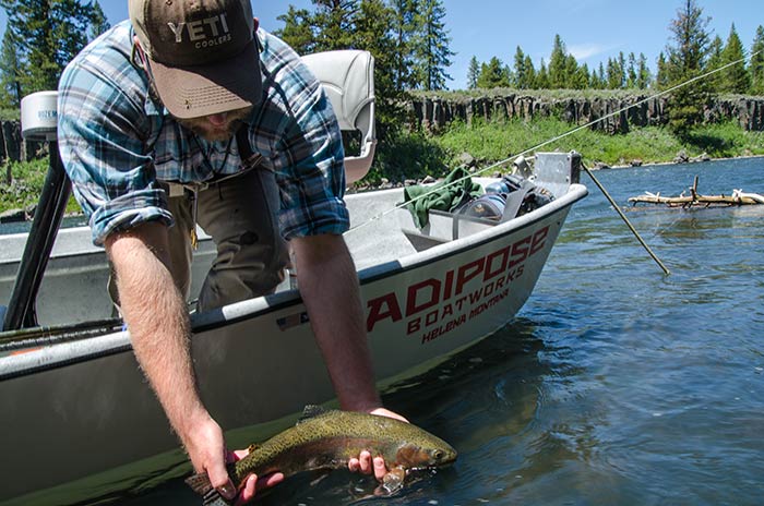 box_canyon_salmonflies_2014-143