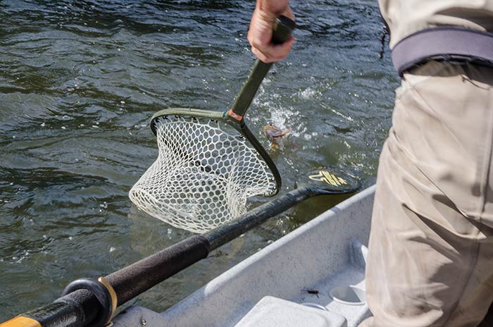 box_canyon_salmonflies_2014-49