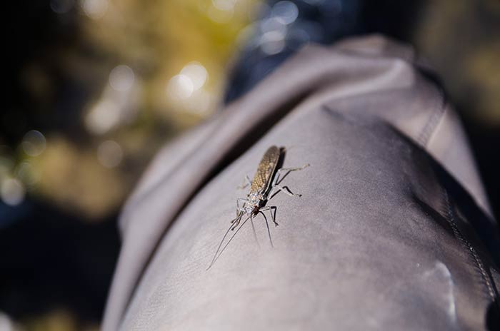 box_canyon_salmonflies_2014-91