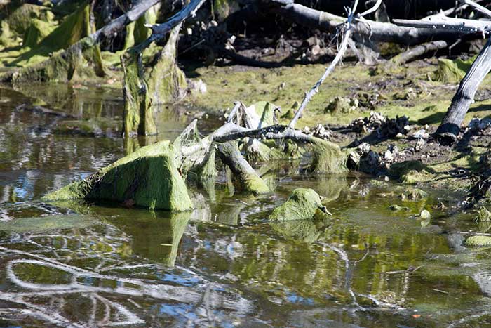 AAdams_AlgaeIndianRiverLagoon_BTT_CW700