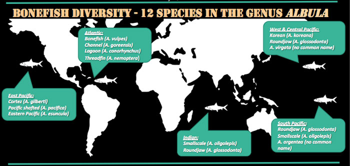 bonefishdiversity