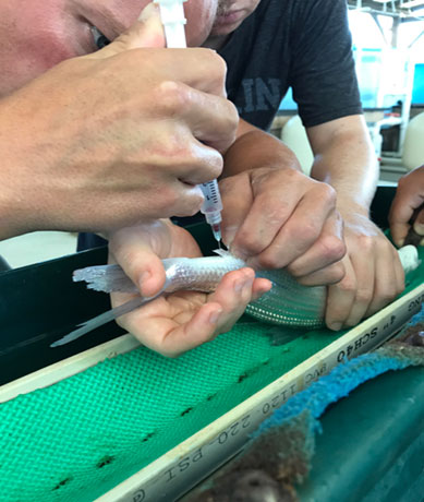 Travis Van Leeuwen taking a blood sample from an anesthetized bonefish for their on-going hormone study looking at the triggers of spawning in bonefish in collaboration with The Bonefish and Tarpon Trust, Florida Atlantic University and The Florida institute of Technology
