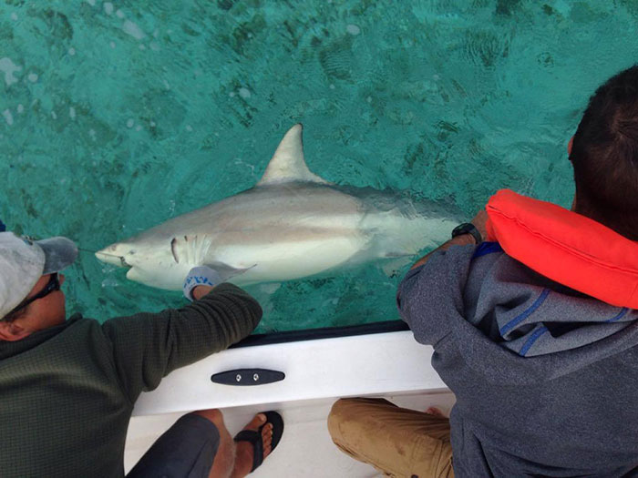 Travis Van Leeuwen and Bill Bigelow secure a Black tip reef shark alongside the boat for insertion of an acoustic tag for Gerogie Burruss’s study looking at predator/prey interactions at bonefish spawning sites.  