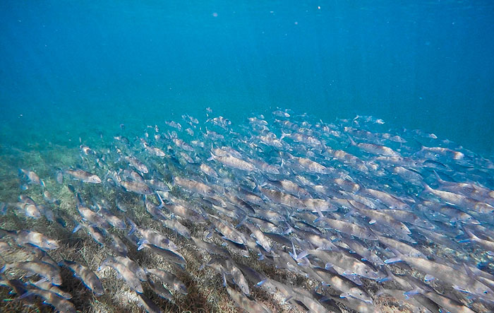 A local spawning aggregation of bonefish 