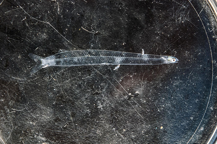 A “bonefish before it’s a bonefish”- a leptocephalus larvae caught in a light trap