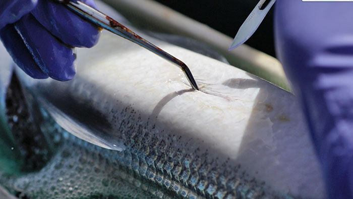 An anesthetized bonefish undergoing a standard internal acoustic tag implantation prior to being safely released