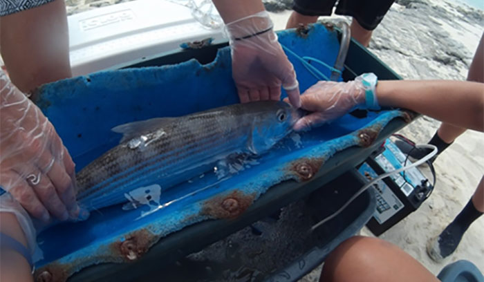 An anesthetized bonefish being prepped for tagging prior to release 